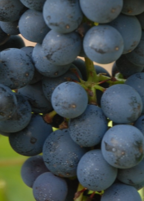 Cabernet Cubin ANT 0595